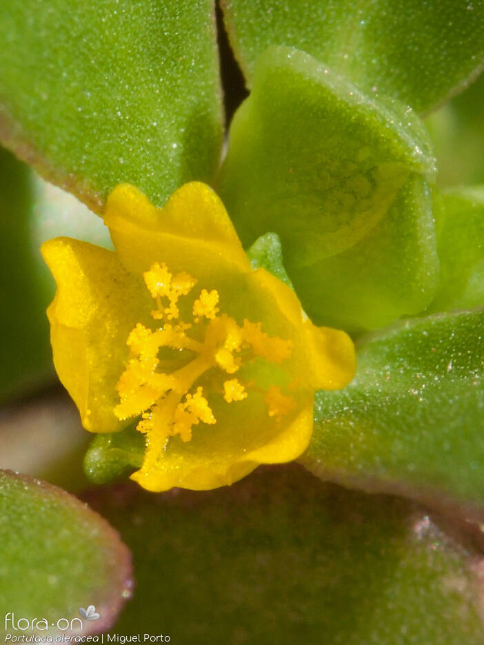 Portulaca oleracea - Flor (close-up) | Miguel Porto; CC BY-NC 4.0