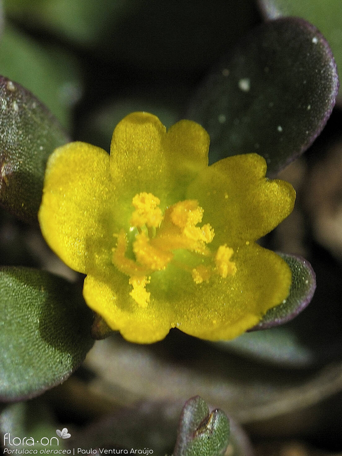 Portulaca oleracea - Flor (close-up) | Paulo Ventura Araújo; CC BY-NC 4.0
