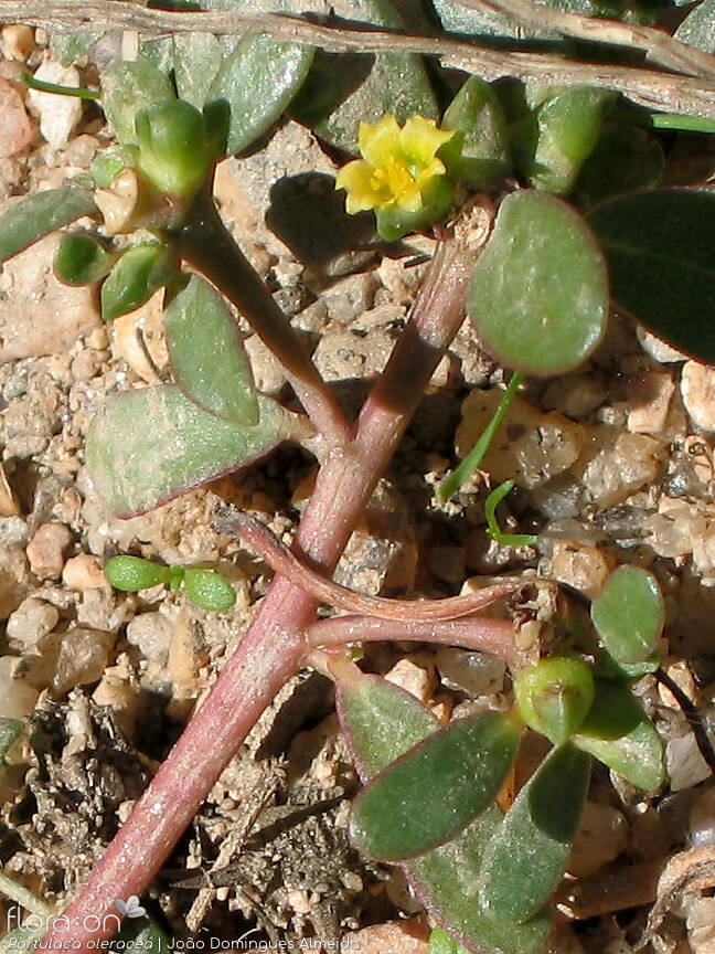 Portulacaceae