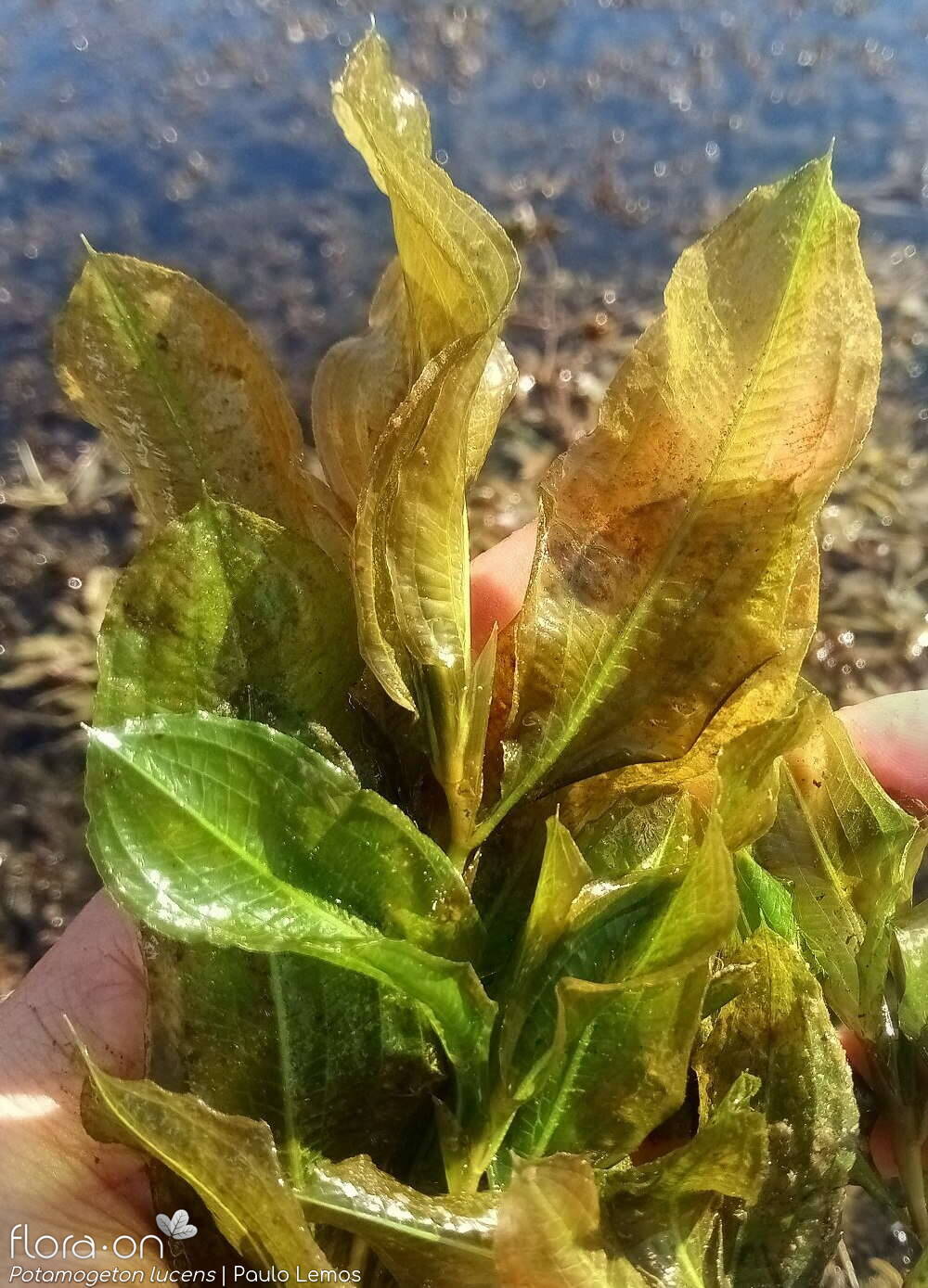 Potamogeton lucens - Hábito | Paulo Lemos; CC BY-NC 4.0