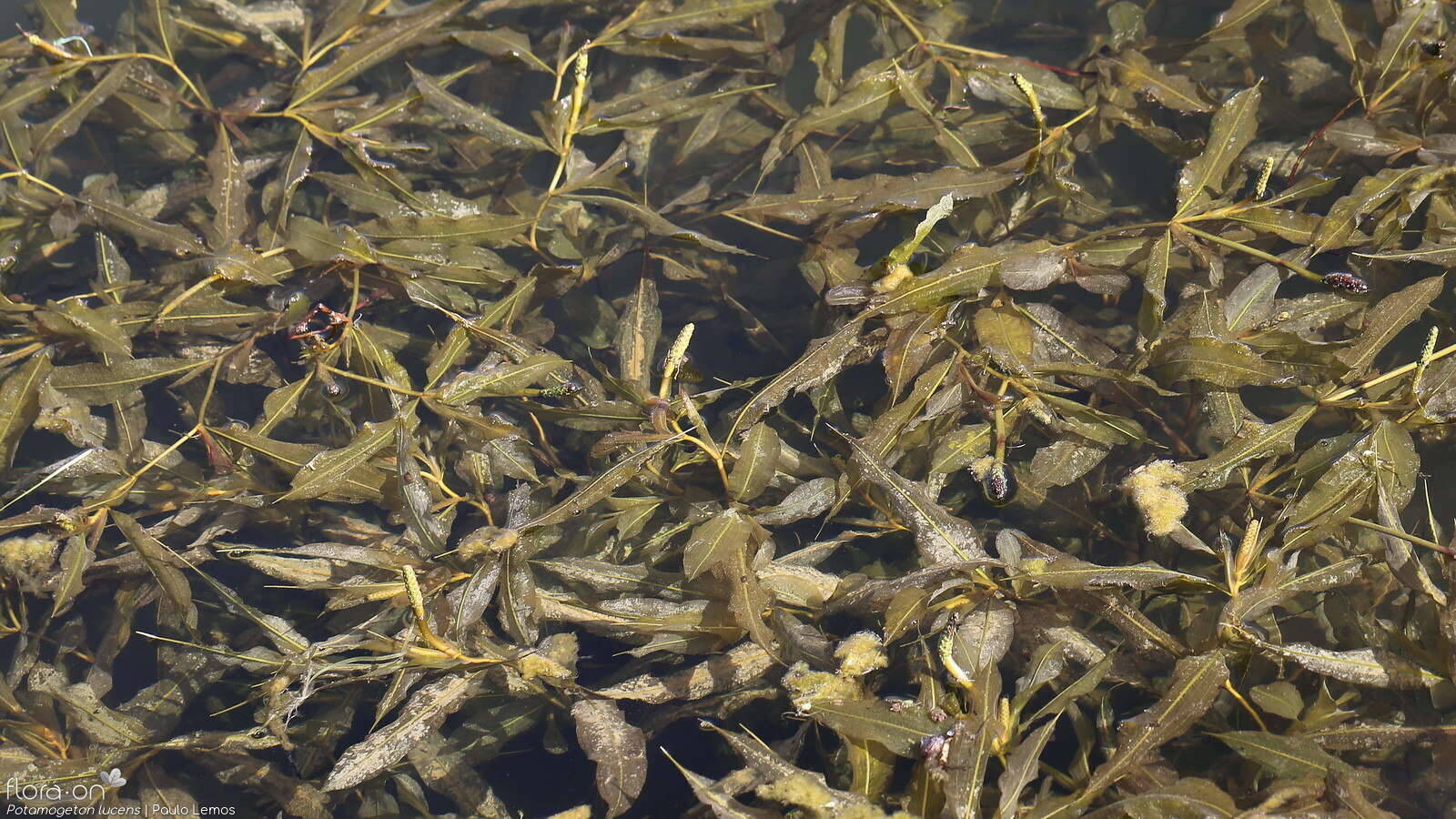 Potamogeton lucens - Hábito | Paulo Lemos; CC BY-NC 4.0