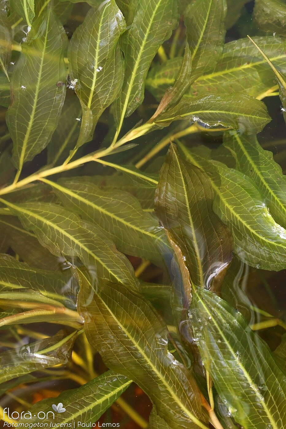 Potamogeton lucens - Folha (geral) | Paulo Lemos; CC BY-NC 4.0