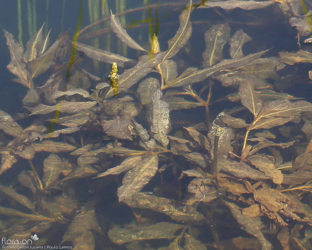 Potamogeton lucens - Hábito | Paulo Lemos; CC BY-NC 4.0