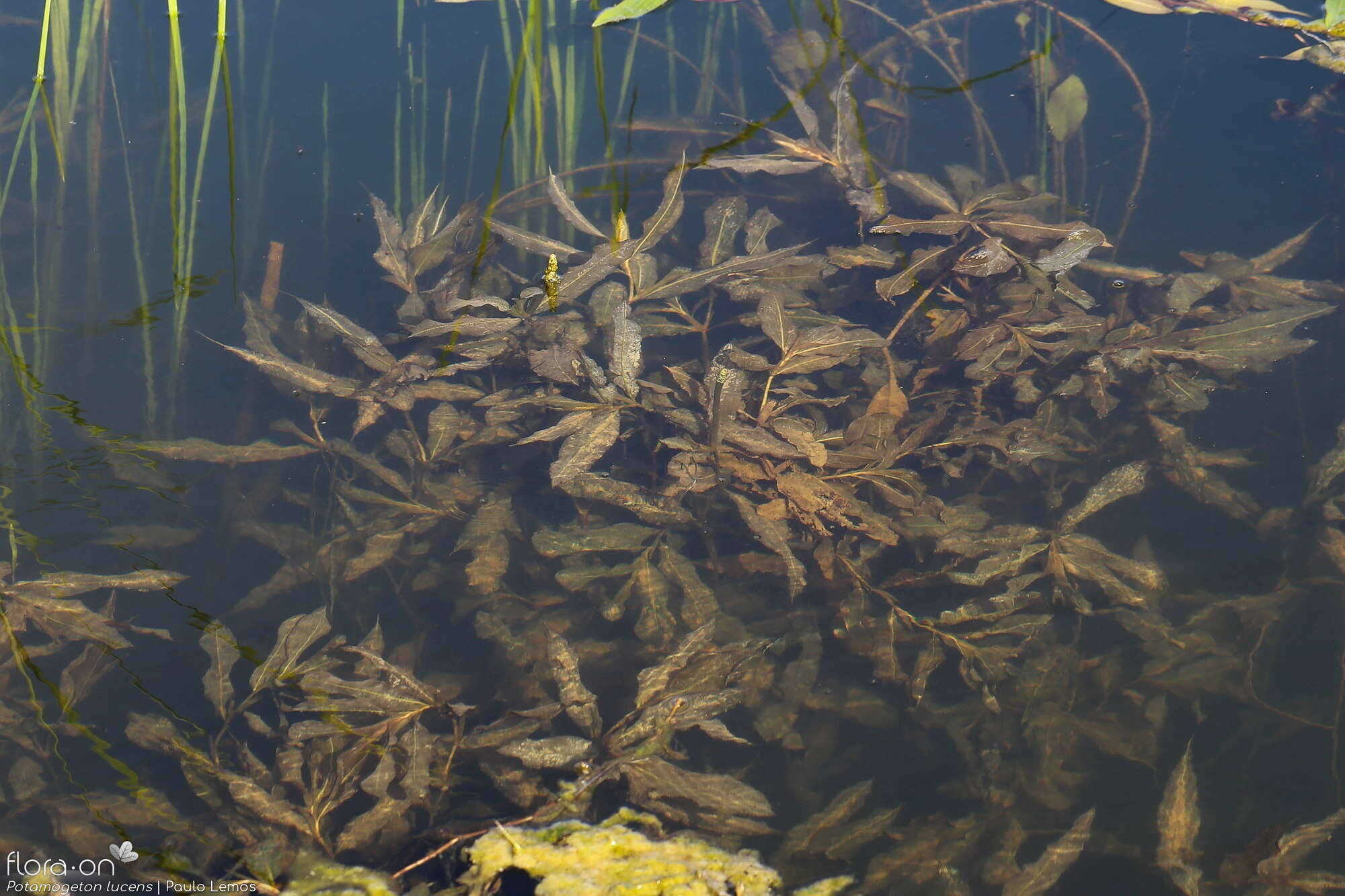 Potamogeton lucens - Habitat | Paulo Lemos; CC BY-NC 4.0