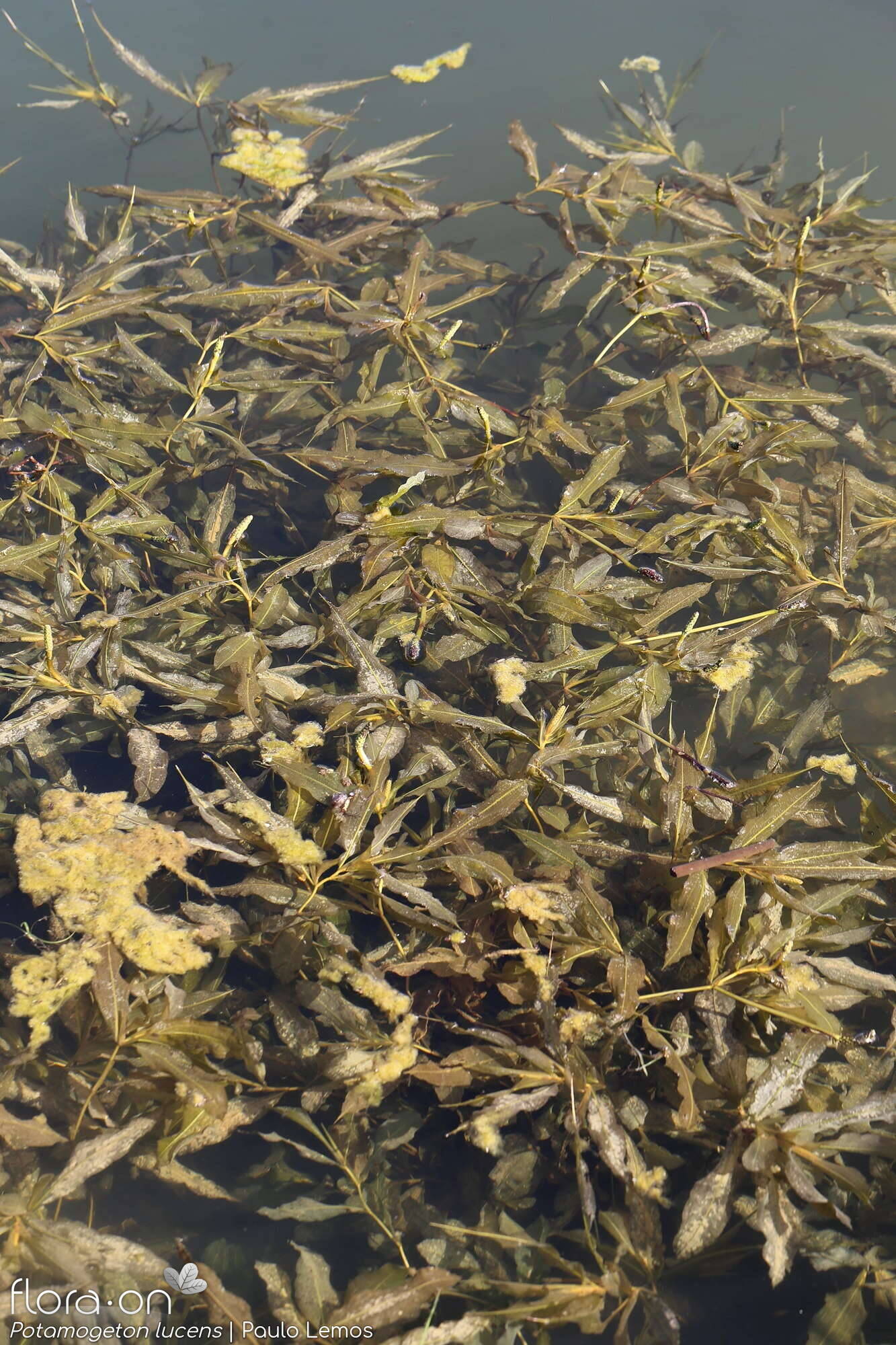 Potamogeton lucens - Habitat | Paulo Lemos; CC BY-NC 4.0