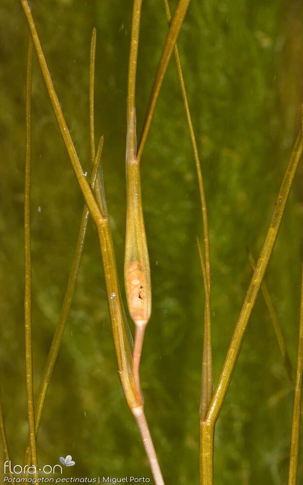 Potamogeton pectinatus