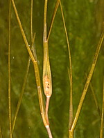 Potamogeton pectinatus