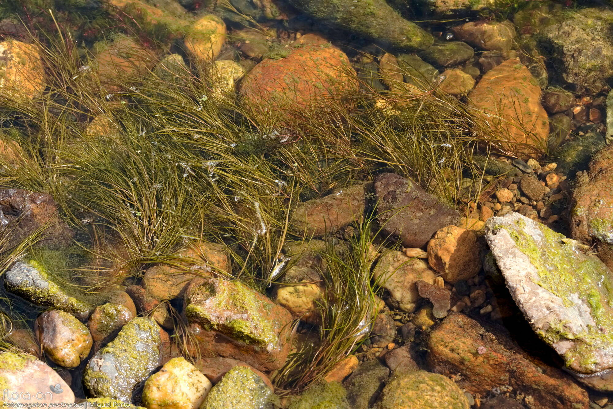 Potamogeton pectinatus - Habitat | Miguel Porto; CC BY-NC 4.0