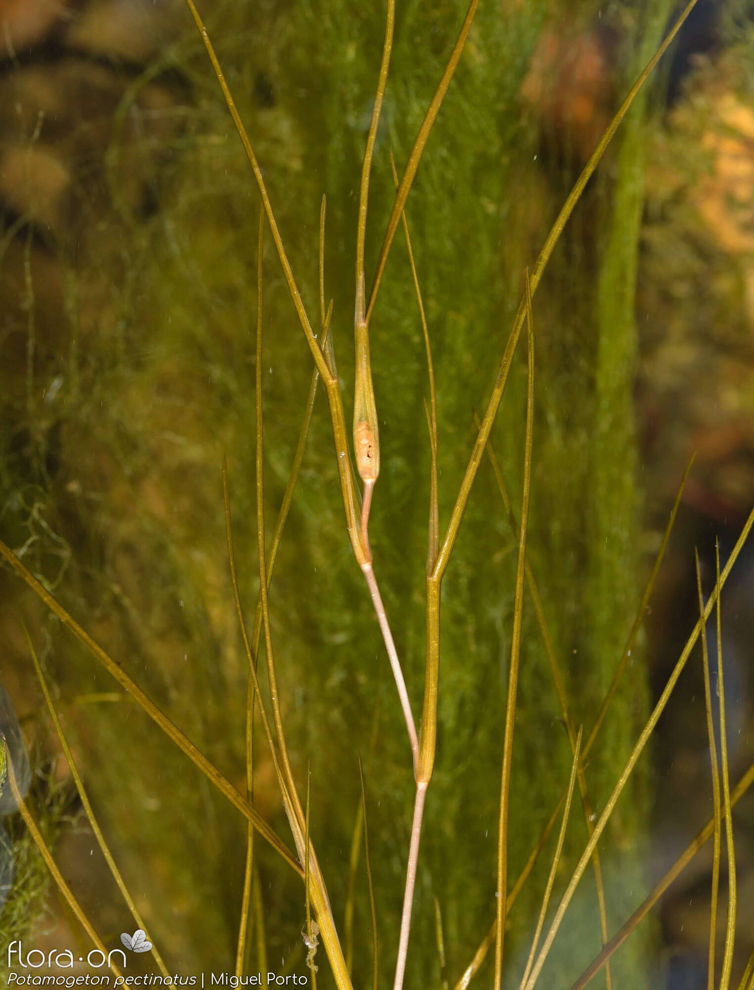 Potamogeton pectinatus - Folha (geral) | Miguel Porto; CC BY-NC 4.0