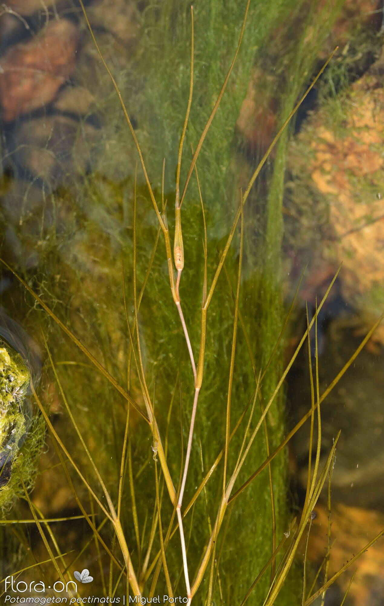 Potamogeton pectinatus - Folha (geral) | Miguel Porto; CC BY-NC 4.0