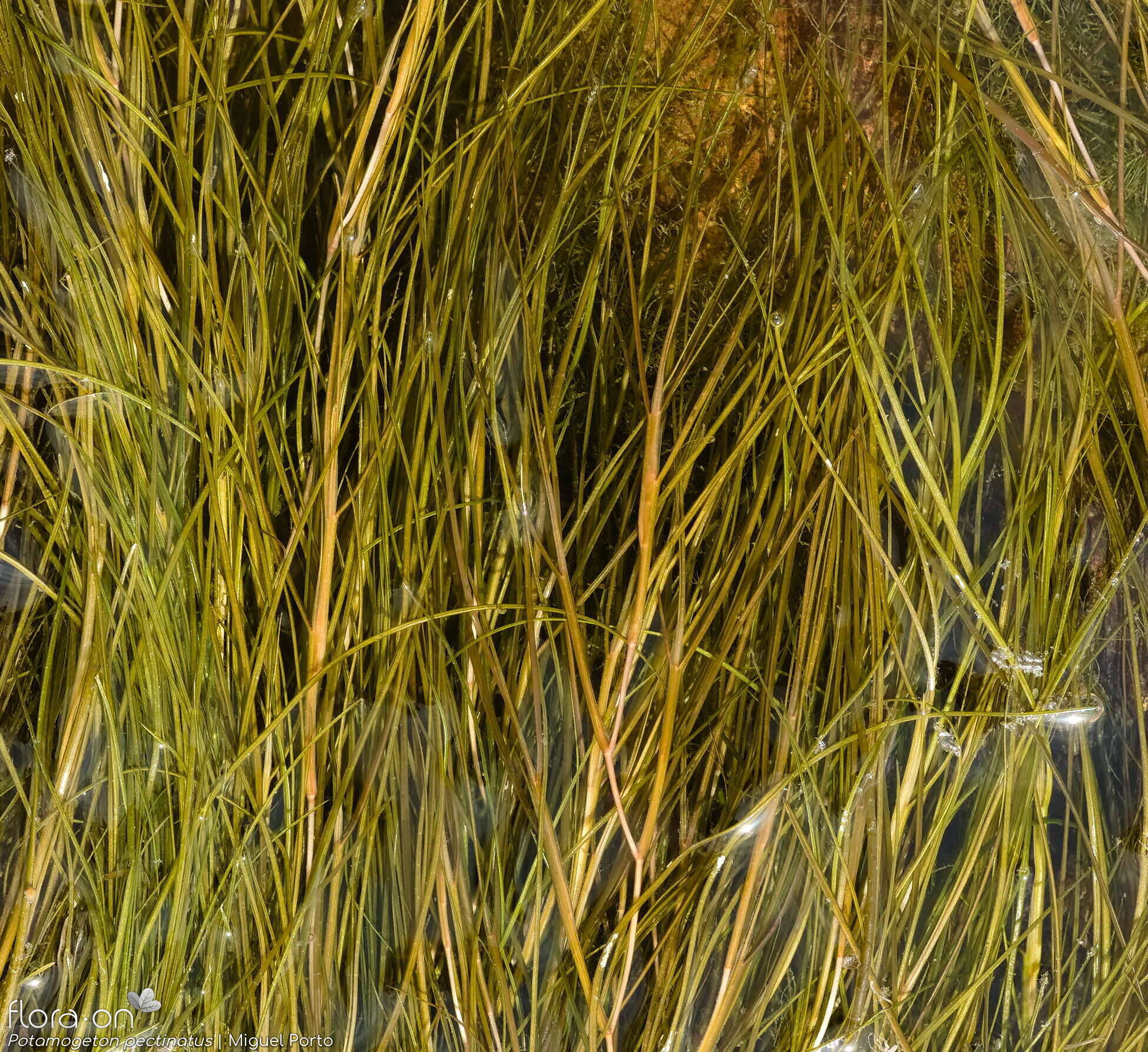 Potamogeton pectinatus - Hábito | Miguel Porto; CC BY-NC 4.0