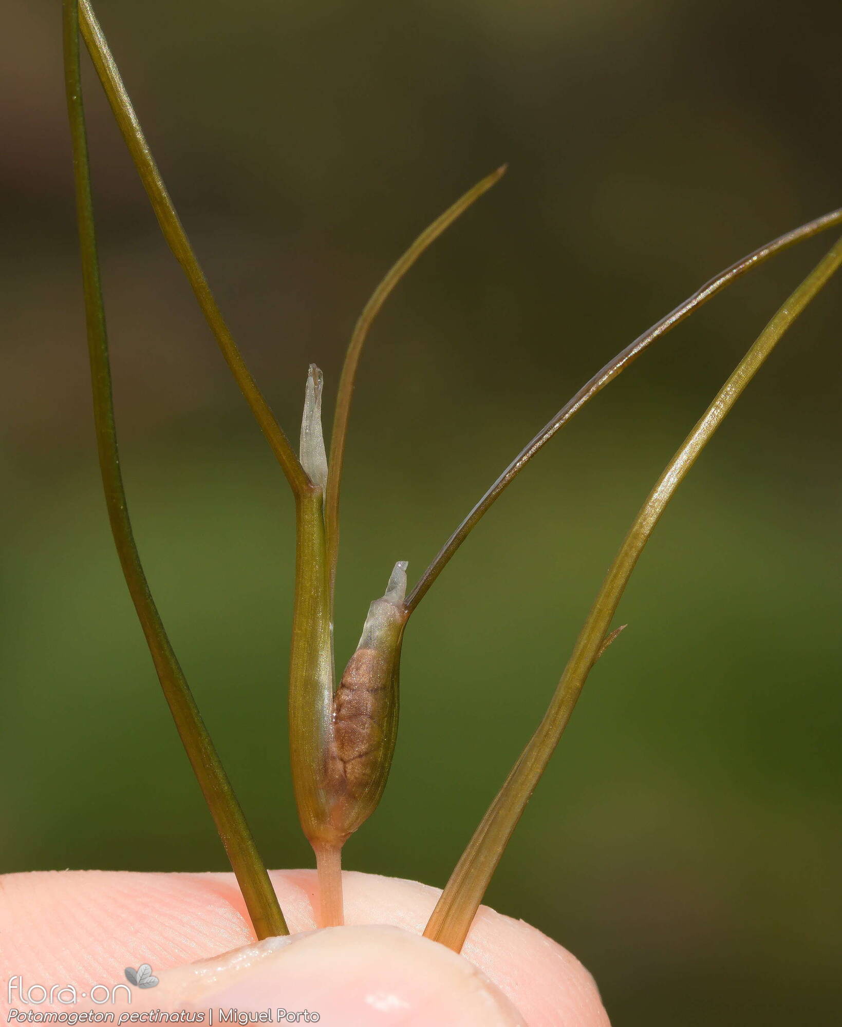 Potamogeton pectinatus - Folha (geral) | Miguel Porto; CC BY-NC 4.0