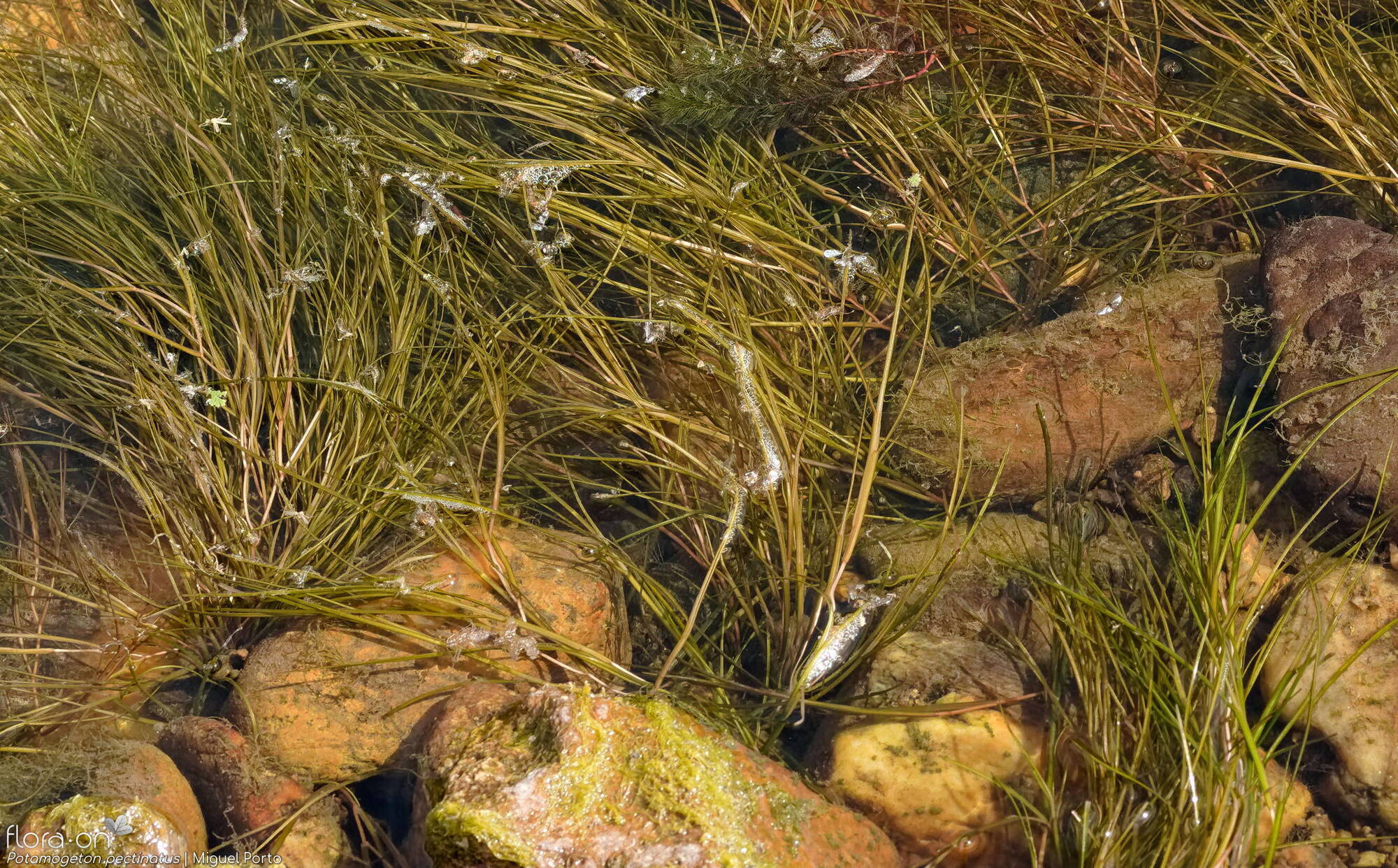 Potamogeton pectinatus - Hábito | Miguel Porto; CC BY-NC 4.0