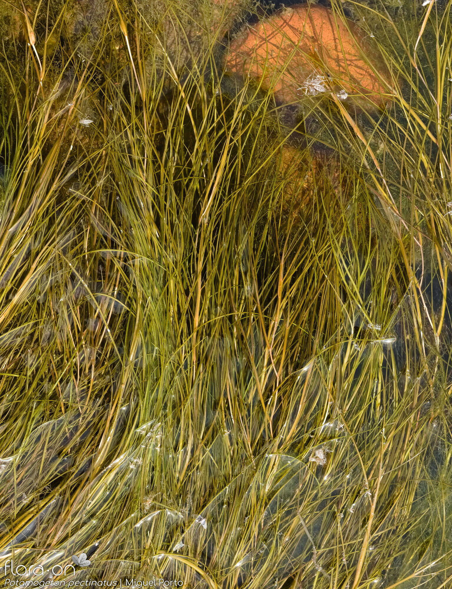 Potamogeton pectinatus - Hábito | Miguel Porto; CC BY-NC 4.0