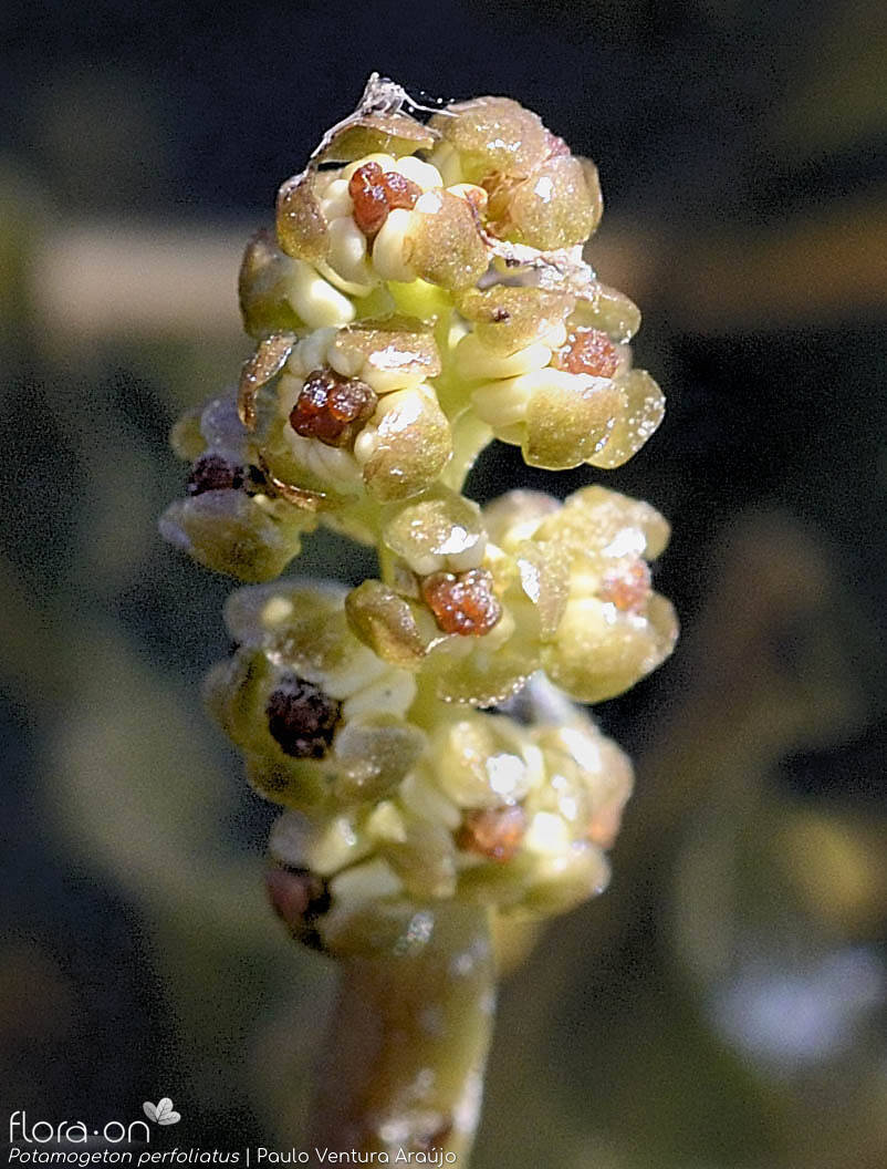 Potamogeton perfoliatus - Flor (close-up) | Paulo Ventura Araújo; CC BY-NC 4.0