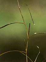 Potamogeton trichoides