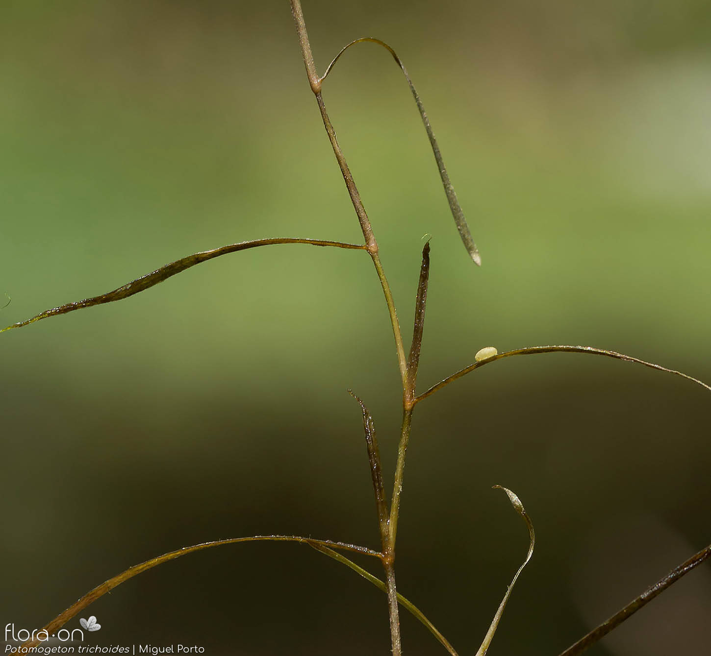 Potamogeton trichoides - Folha (geral) | Miguel Porto; CC BY-NC 4.0
