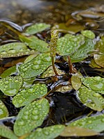 Potamogetonaceae