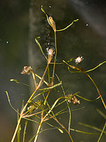 Potamogetonaceae