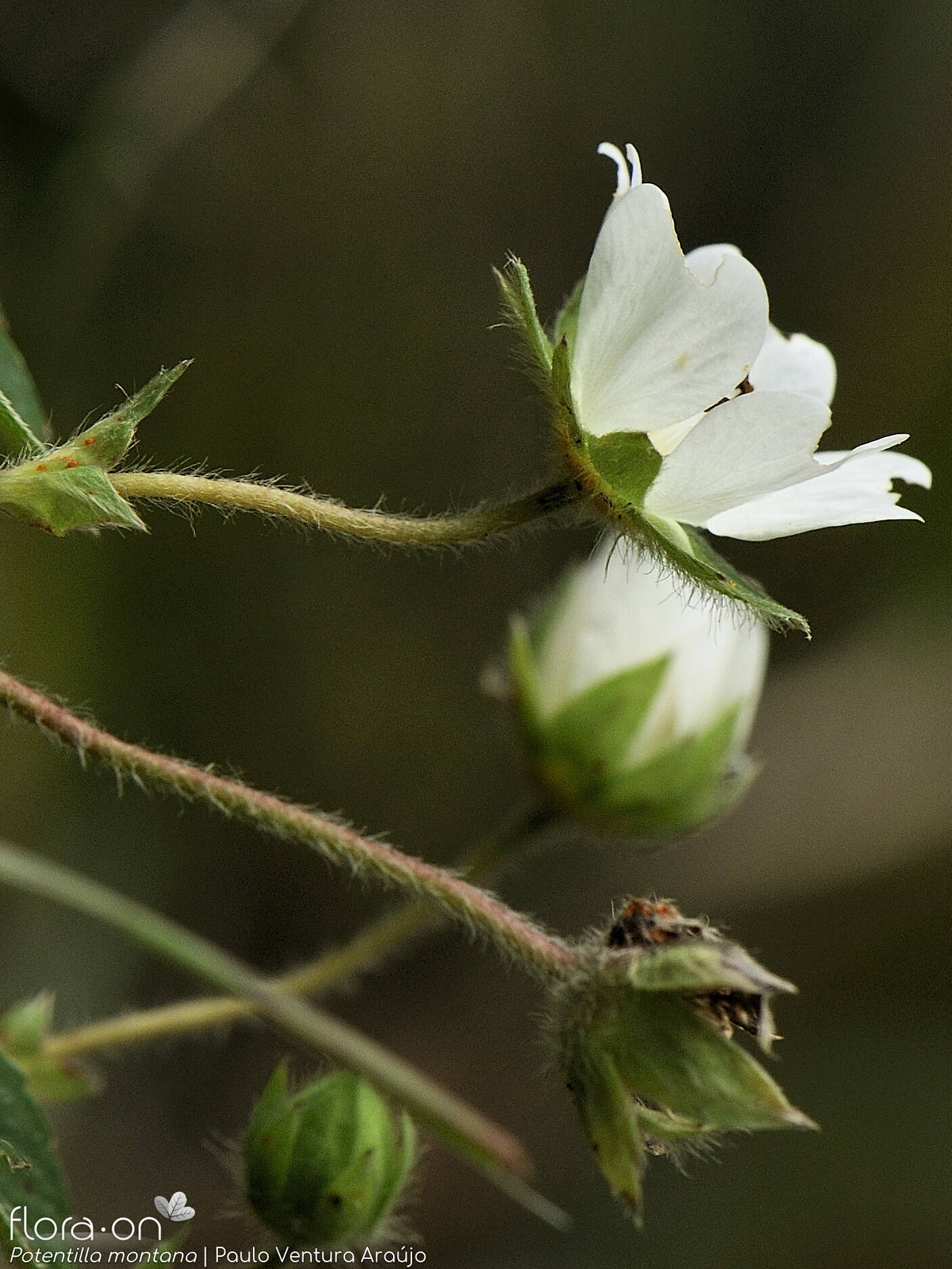 Potentilla montana - Flor (close-up) | Paulo Ventura Araújo; CC BY-NC 4.0