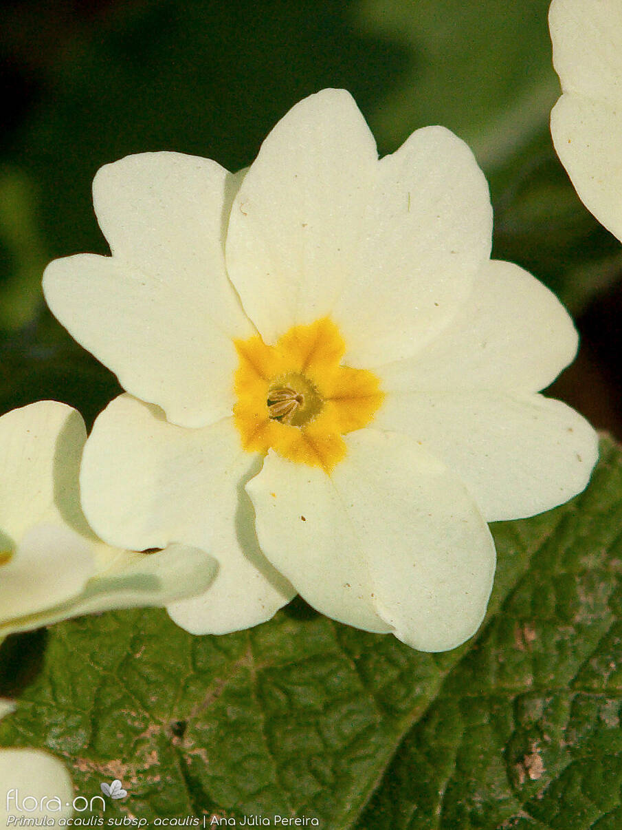 Primula acaulis acaulis - Flor (close-up) | Ana Júlia Pereira; CC BY-NC 4.0