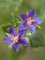 Primulaceae