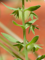Primulaceae