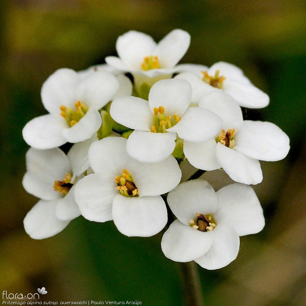 Pritzelago alpina auerswaldii - Flor (close-up) | Paulo Ventura Araújo; CC BY-NC 4.0