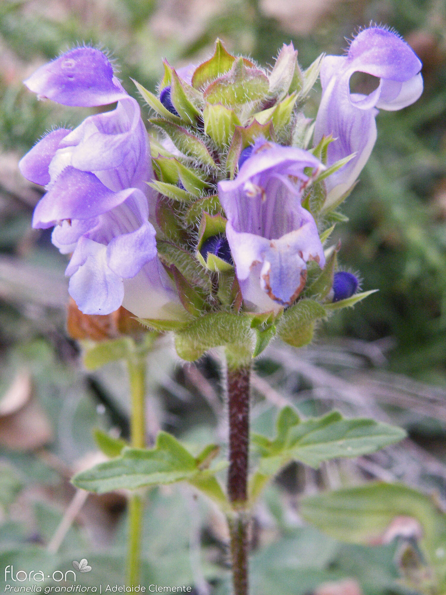 Prunella grandiflora - Flor (geral) | Adelaide Clemente; CC BY-NC 4.0