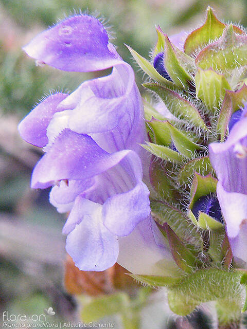 Prunella grandiflora - Flor (close-up) | Adelaide Clemente; CC BY-NC 4.0
