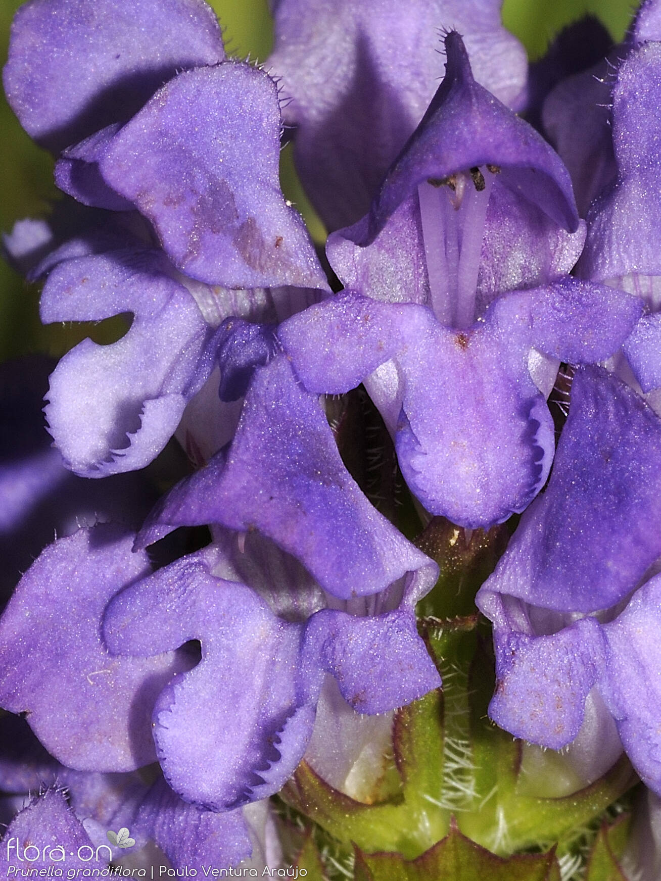 Prunella grandiflora - Flor (close-up) | Paulo Ventura Araújo; CC BY-NC 4.0
