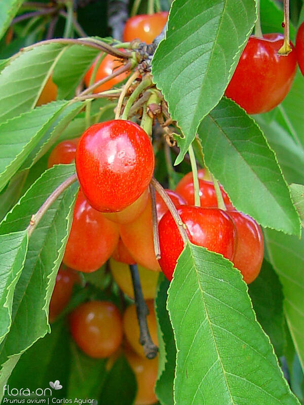 Prunus avium - Fruto | Carlos Aguiar; CC BY-NC 4.0