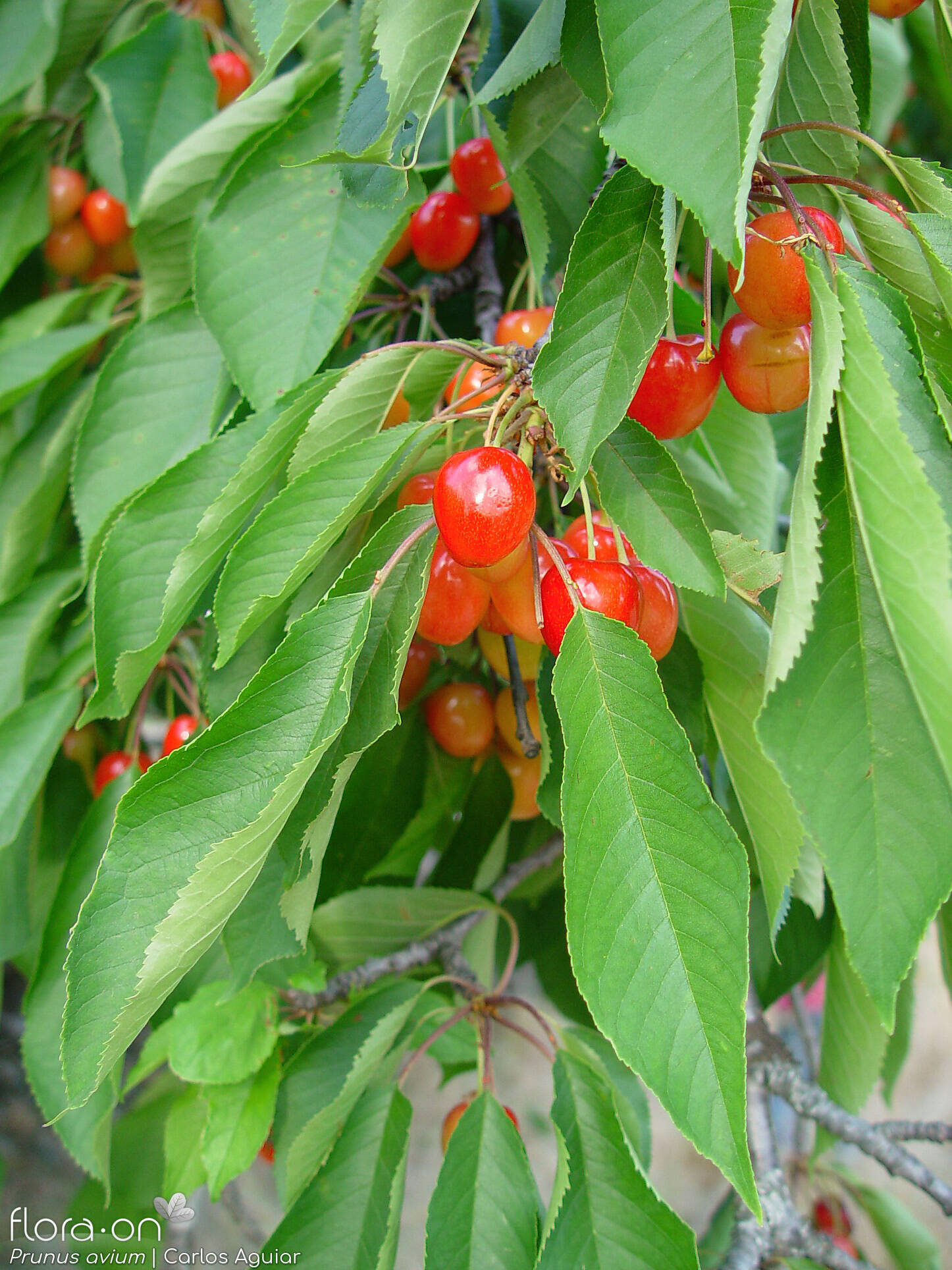 Prunus avium - Folha (geral) | Carlos Aguiar; CC BY-NC 4.0