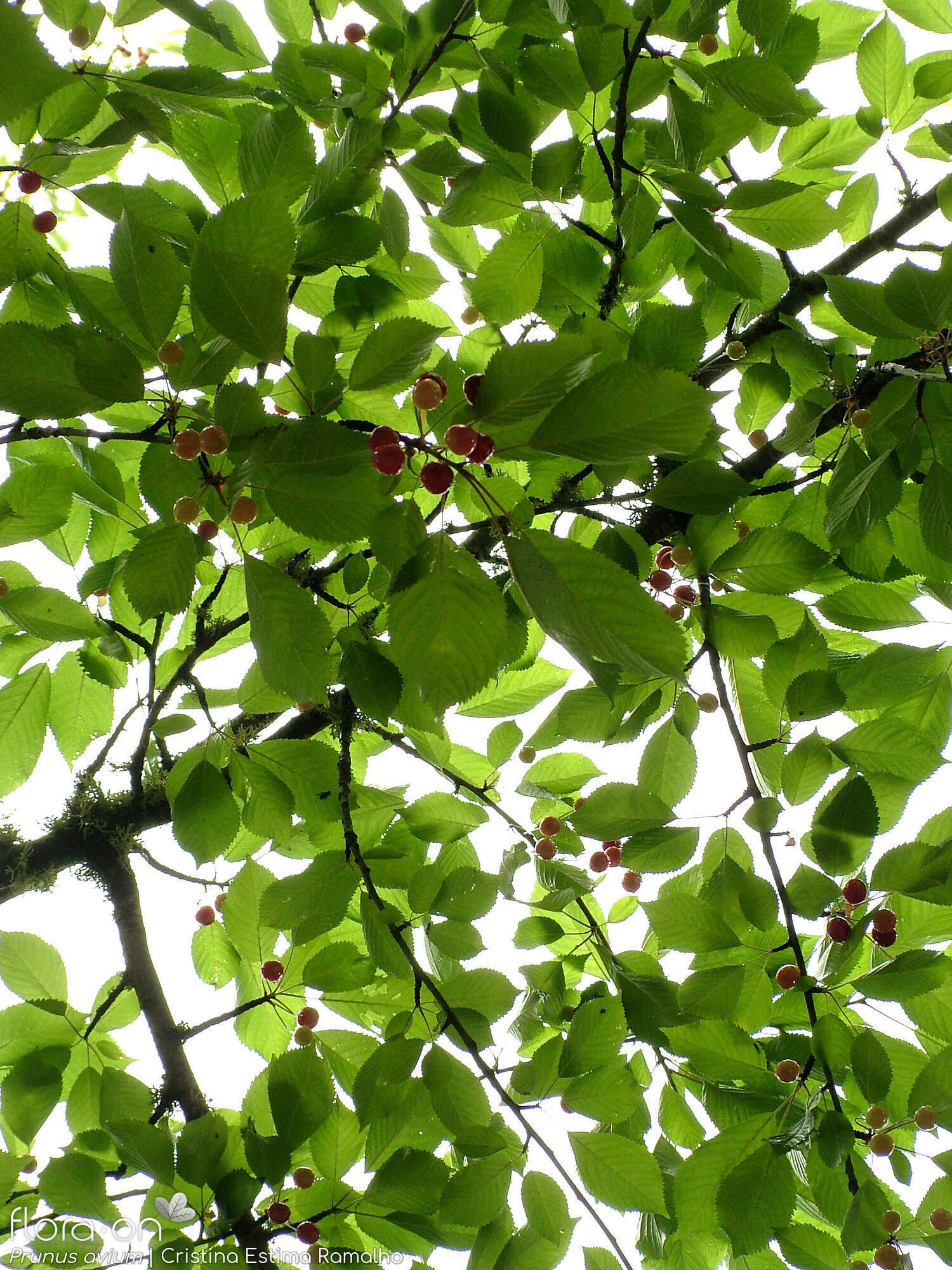 Prunus avium - Hábito | Cristina Estima Ramalho; CC BY-NC 4.0