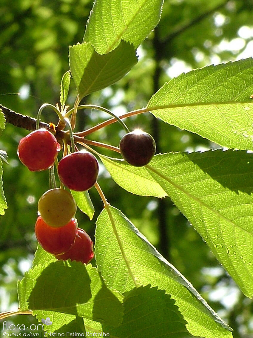 Prunus avium - Fruto | Cristina Estima Ramalho; CC BY-NC 4.0
