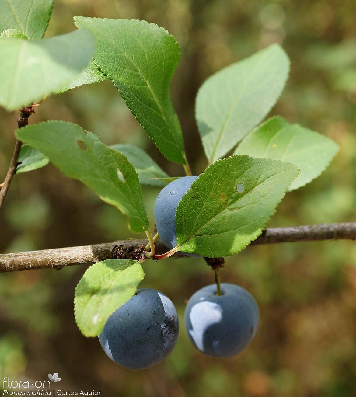 Prunus insititia - Fruto | Carlos Aguiar; CC BY-NC 4.0