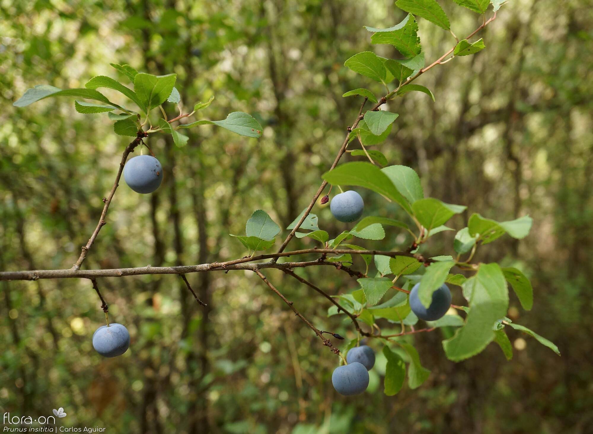 Prunus insititia - Hábito | Carlos Aguiar; CC BY-NC 4.0