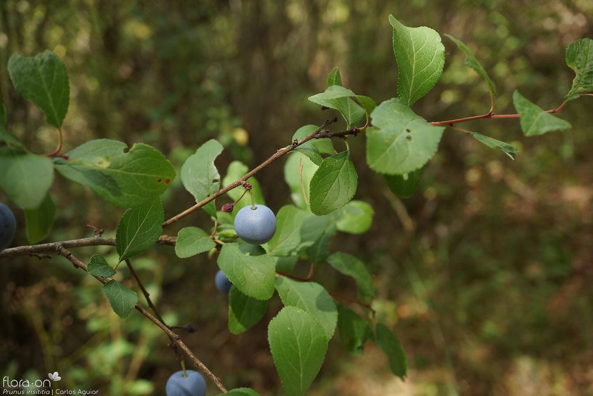Prunus insititia - Folha (geral) | Carlos Aguiar; CC BY-NC 4.0
