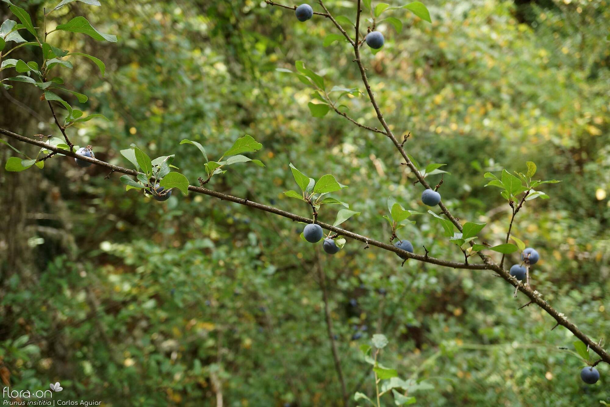 Prunus insititia - Hábito | Carlos Aguiar; CC BY-NC 4.0