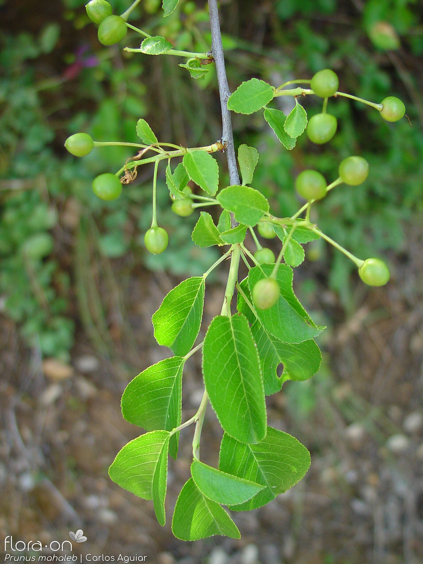 Prunus mahaleb - Ramo | Carlos Aguiar; CC BY-NC 4.0