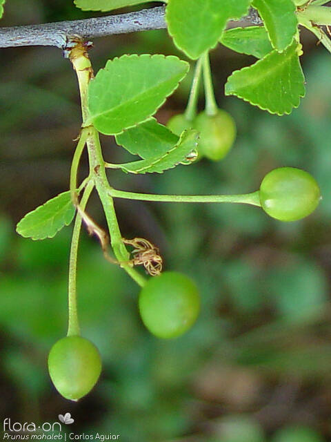 Prunus mahaleb - Fruto | Carlos Aguiar; CC BY-NC 4.0