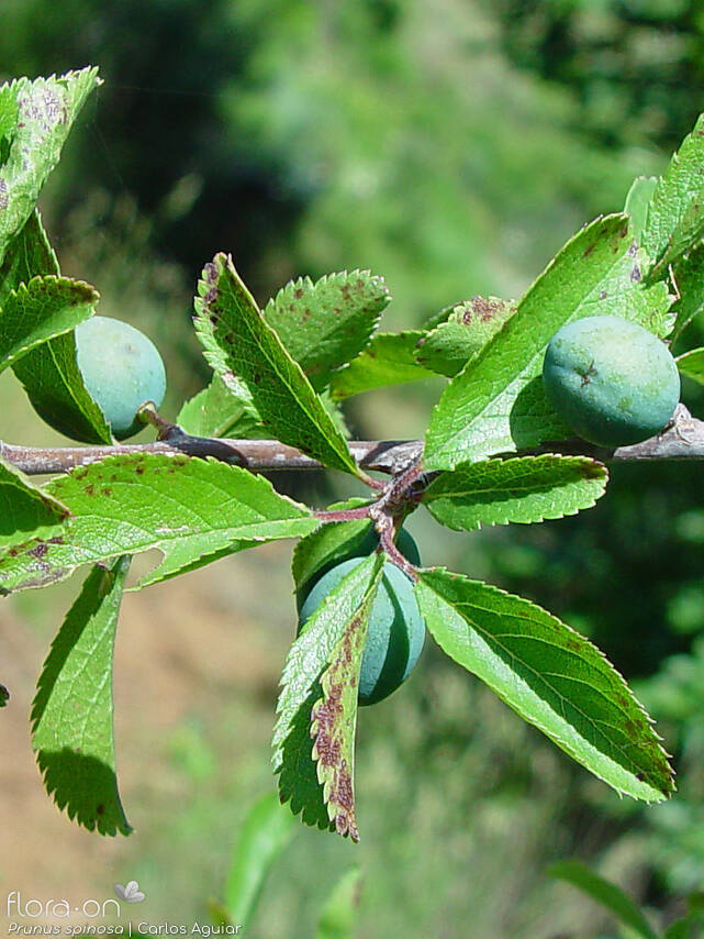 Prunus spinosa - Folha | Carlos Aguiar; CC BY-NC 4.0