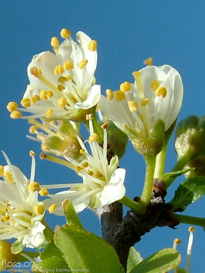 Prunus spinosa - Flor (close-up) | Cristina Estima Ramalho; CC BY-NC 4.0