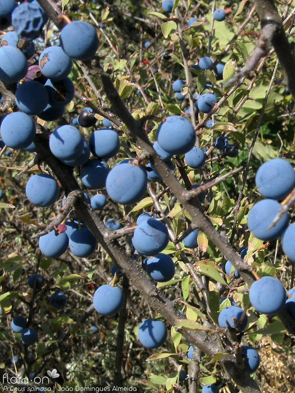 Prunus spinosa - Fruto | João Domingues Almeida; CC BY-NC 4.0