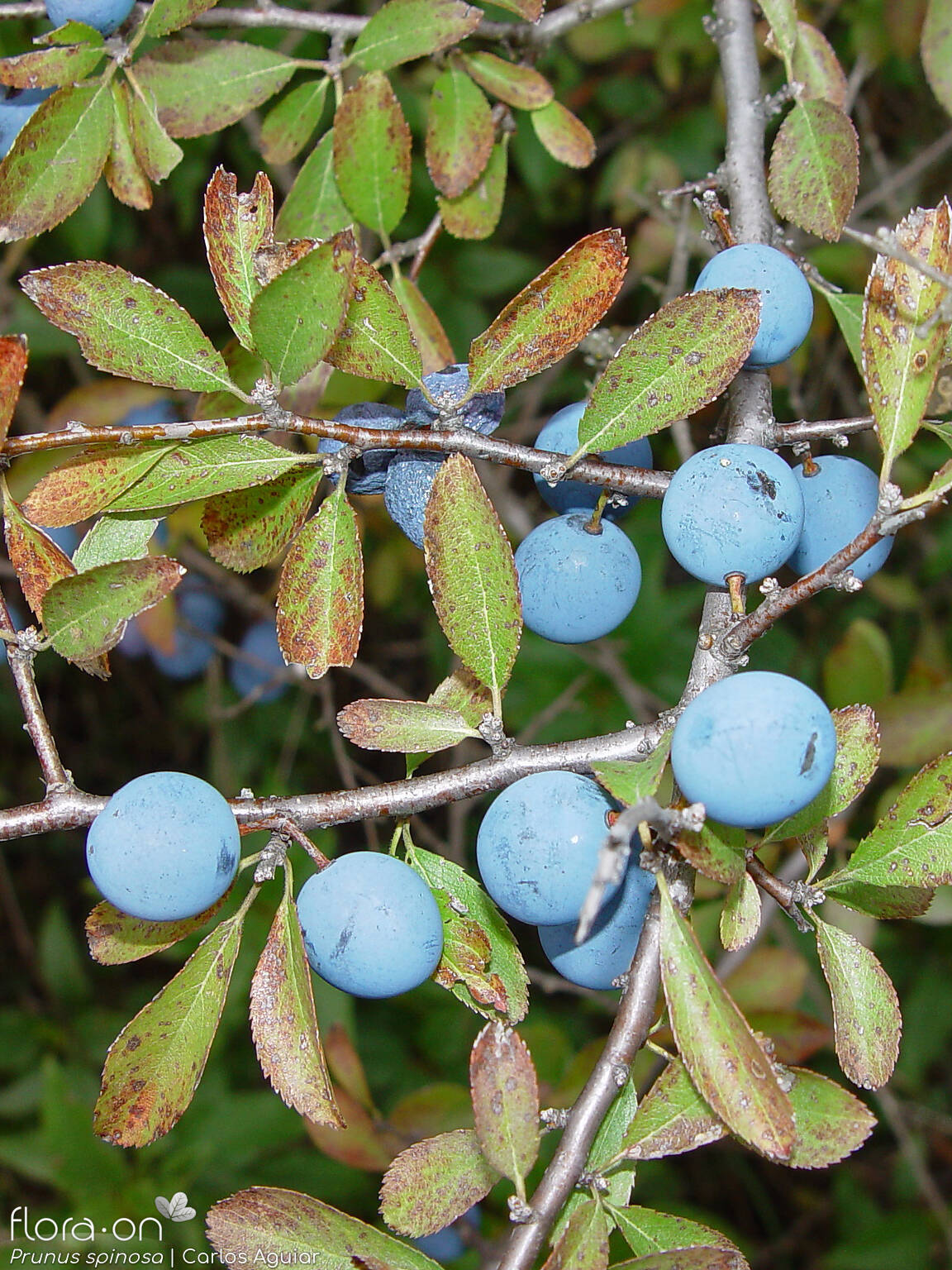 Prunus spinosa - Fruto | Carlos Aguiar; CC BY-NC 4.0