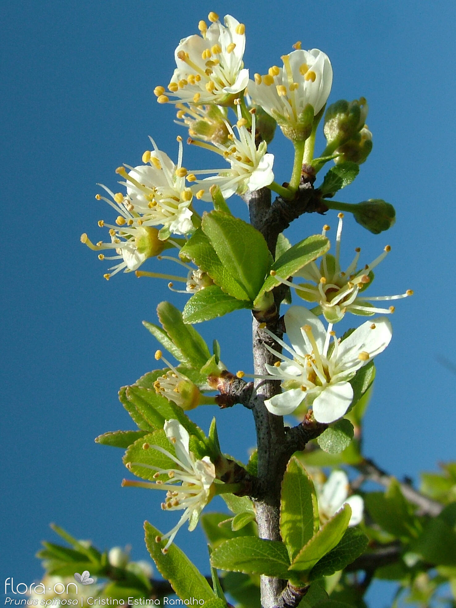 Prunus spinosa - Flor (geral) | Cristina Estima Ramalho; CC BY-NC 4.0