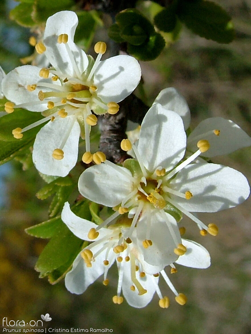 Prunus spinosa - Flor (close-up) | Cristina Estima Ramalho; CC BY-NC 4.0