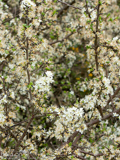 Prunus spinosa - Flor (geral) | Ana Júlia Pereira; CC BY-NC 4.0