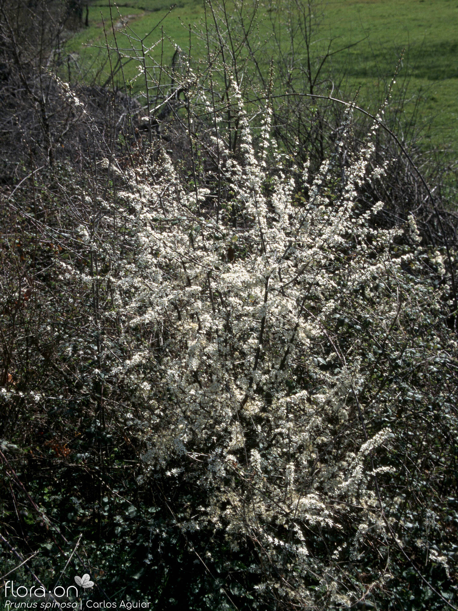 Prunus spinosa - Hábito | Carlos Aguiar; CC BY-NC 4.0