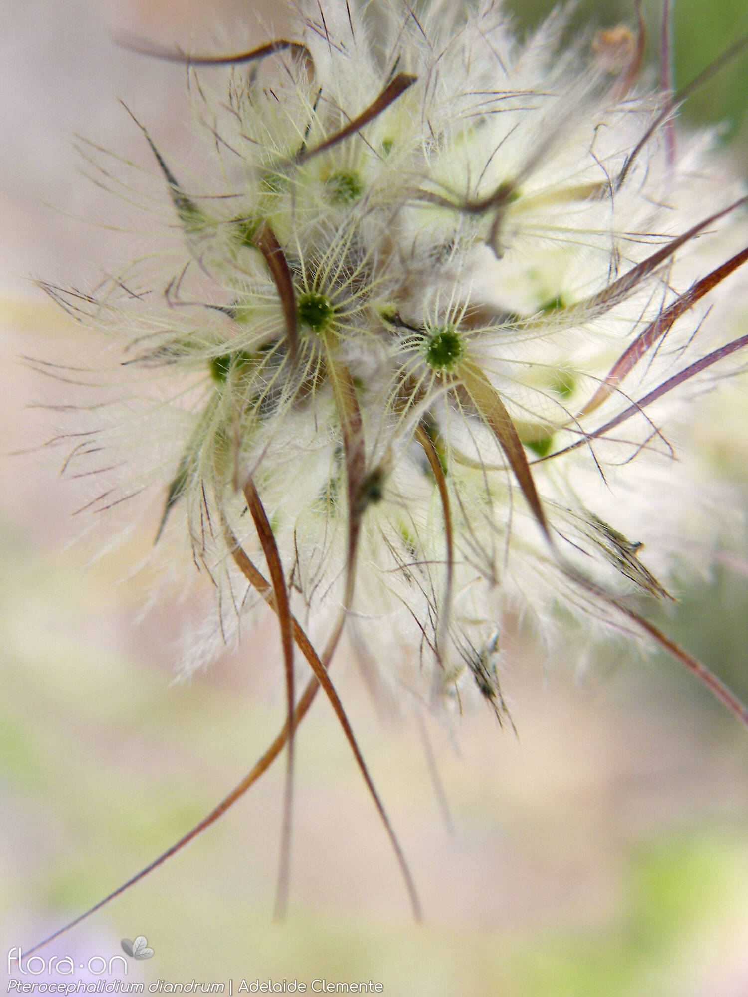 Pterocephalidium diandrum - Semente | Adelaide Clemente; CC BY-NC 4.0